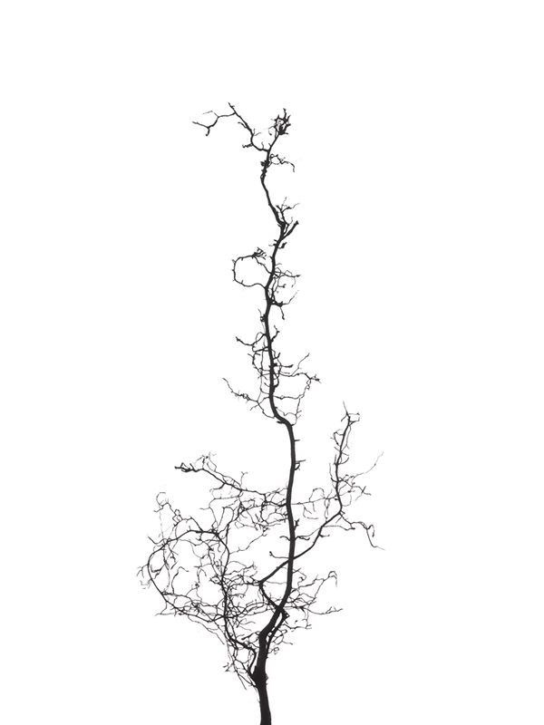 mycelium